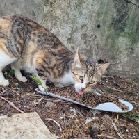 photo de livraison pour Kawthar Maree