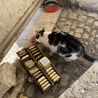 photo de livraison pour Les chats Port-Saint-Louisiens