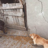 photo de livraison pour Association for the protection of animals "BAK"