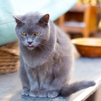 photo de livraison pour Chats Libres de Béziers