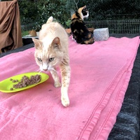 photo de livraison pour Chat Libre de l'Ile du Ramier