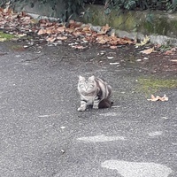 photo de livraison pour Les Chats du 65