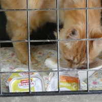 photo de livraison pour Jardin des Chats