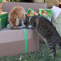 photo de livraison pour Au Paradis Des Chats