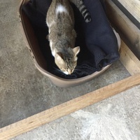 photo de livraison pour Les Chats Libres Condom 32