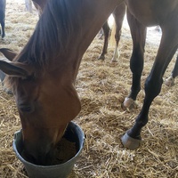 photo de livraison pour Espoir au Galop