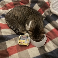 photo de livraison pour Les Chats De QUEAUX