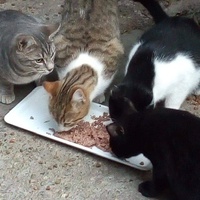photo de livraison pour Les chats Port-Saint-Louisiens