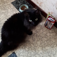 photo de livraison pour Chats du Pays d'Ornans