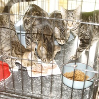 photo de livraison pour Pattes de Chats 50