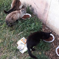 photo de livraison pour Les Chats Libres de la Canterrane