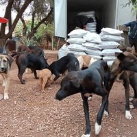 photo de livraison pour Help Adopt Moroccan Animals