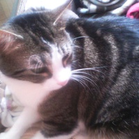 photo de livraison pour Chats du Lacydon
