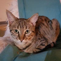 photo de livraison pour Des Cœurs pour les Pattes du 93