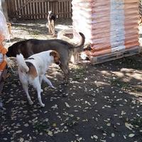 photo de livraison pour Elena Camelia Teofil