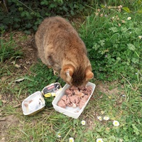 photo de livraison pour Les Chats de la Rue
