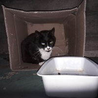 photo de livraison pour Une vie, Un chat