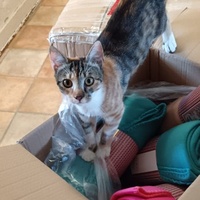 photo de livraison pour L’École du Chat de Saint-Denis Langevin