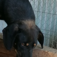 photo de livraison pour asociatia centrul de formare pentru activitati voluntare natura deva