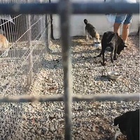 photo de livraison pour Animal Shields Oradea
