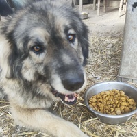 photo de livraison pour Svetlana Bjelogrlic