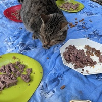 photo de livraison pour Les chats de chez nous