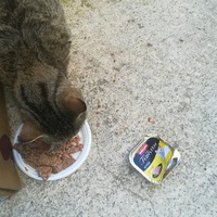 photo de livraison pour Les Chats libres de Calvisson