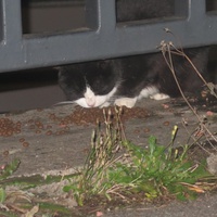 photo de livraison pour Chat Libre de l'Ile du Ramier