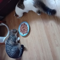 photo de livraison pour Les Félins Concitoyens de Saint Eliph