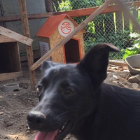 photo de livraison pour Save & Hope for Dogs