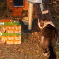 photo de livraison pour Les Chats Libres de la Canterrane