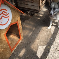photo de livraison pour Save & Hope for Dogs