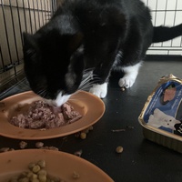 photo de livraison pour Association C.A.T.S. Chat Animal Terrien Solidarité