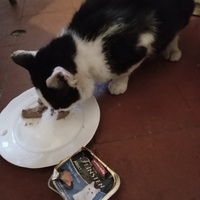 photo de livraison pour Au Rendez-vous des Animaux