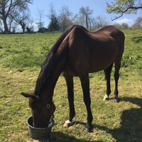 photo de livraison pour Espoir au Galop