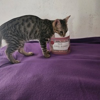 photo de livraison pour Association des Chats Camarguais