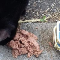 photo de livraison pour Les Chats-Pitresdelavi-Ste