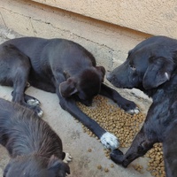 photo de livraison pour Društvo za zaštitu životinja "Bela"