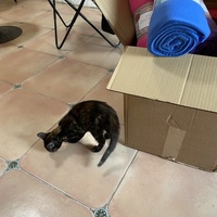 photo de livraison pour Les Chats de Condom 32