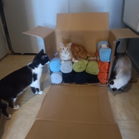 photo de livraison pour Protect Cat