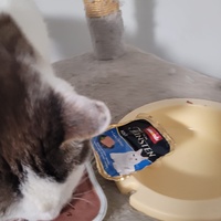photo de livraison pour Les Chats libres de Fleurance
