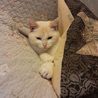 photo de livraison pour SADF (Sauvetage des animaux domestiques de France)