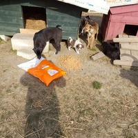 photo de livraison pour Asociatia Simba's Friends