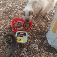 photo de livraison pour Les Chats-Pitresdelavi-Ste