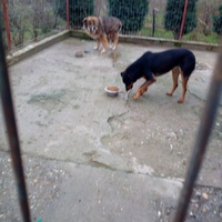 photo de livraison pour Viata Animalelor