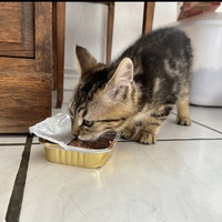 photo de livraison pour SOS Chat 93