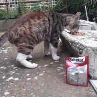 photo de livraison pour Les Chats de la Tour