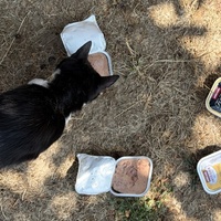 photo de livraison pour École du chat libre du Bocage bressuirais