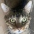 photo animal