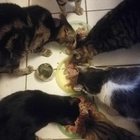 photo de livraison pour Socialisation Féline
